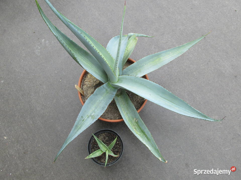 Unikatowa agawa agave guiengenola mediopicta Kraków