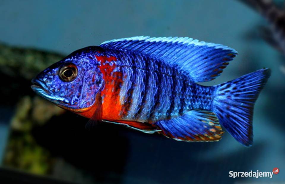 Aulonocara hansbaenschi RED FLUSH SAMCE XXL 10 Ryby Gdańsk
