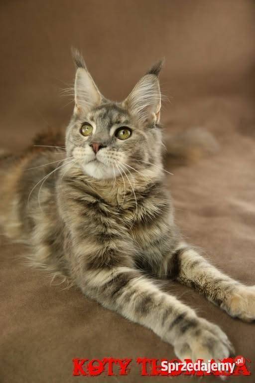 Kotka Maine Coon Tsunami Koty Thomasa Poznań