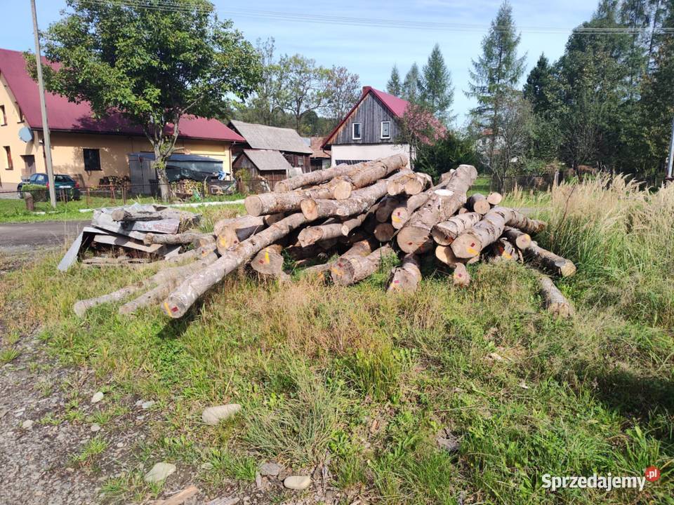 JESION drzewo drewno tartaczne 56 metrów Jeleśnia