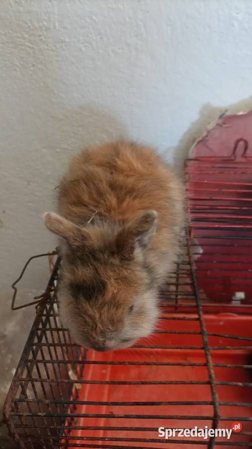 Sprzedam miniaturki małopolskie Gierałtowiczki