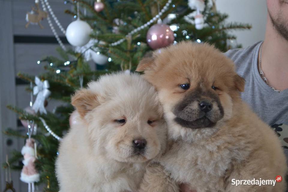 CHOW CHOW CUDNE SZCZENIĘTA RÓŻNE KOLORKI Pozostałe łódzkie Janinów