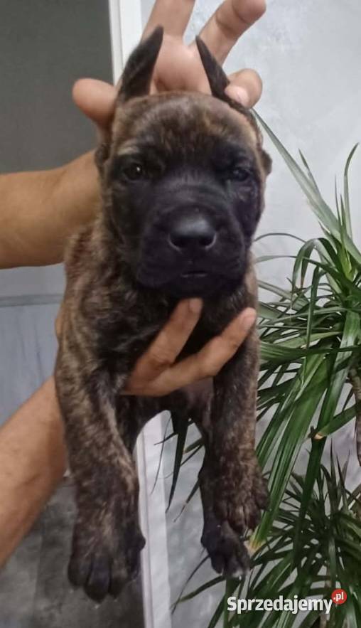 Cane corso pieski Mińsk Mazowiecki sprzedam