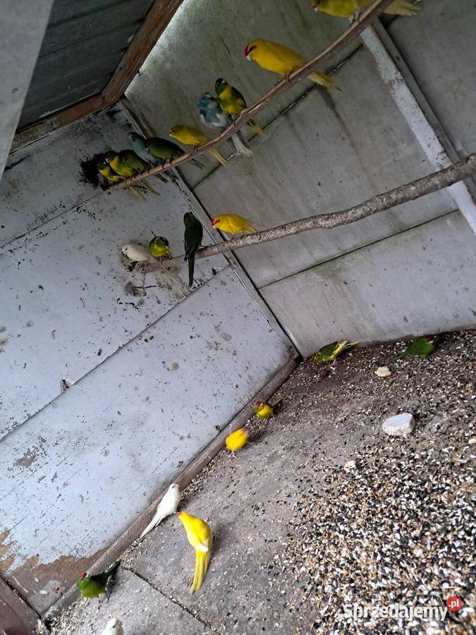 Modrolotki Papugi Kozie Kozy Bochnia sprzedam