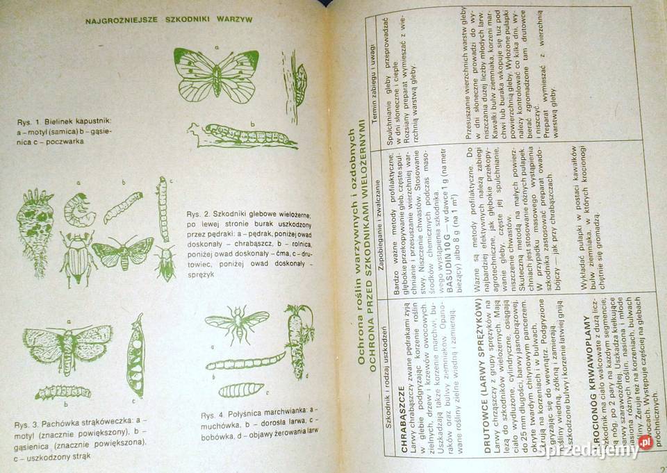 Zalecenia dotyczące ochrony roślin w Chełm