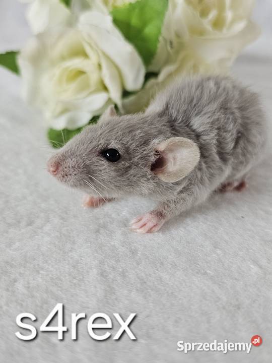 Szczur szczury szczurki Gryzonie