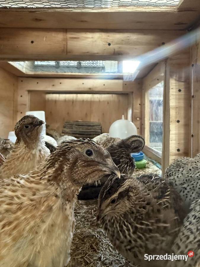 Przepiórki 4tyg sprzedam