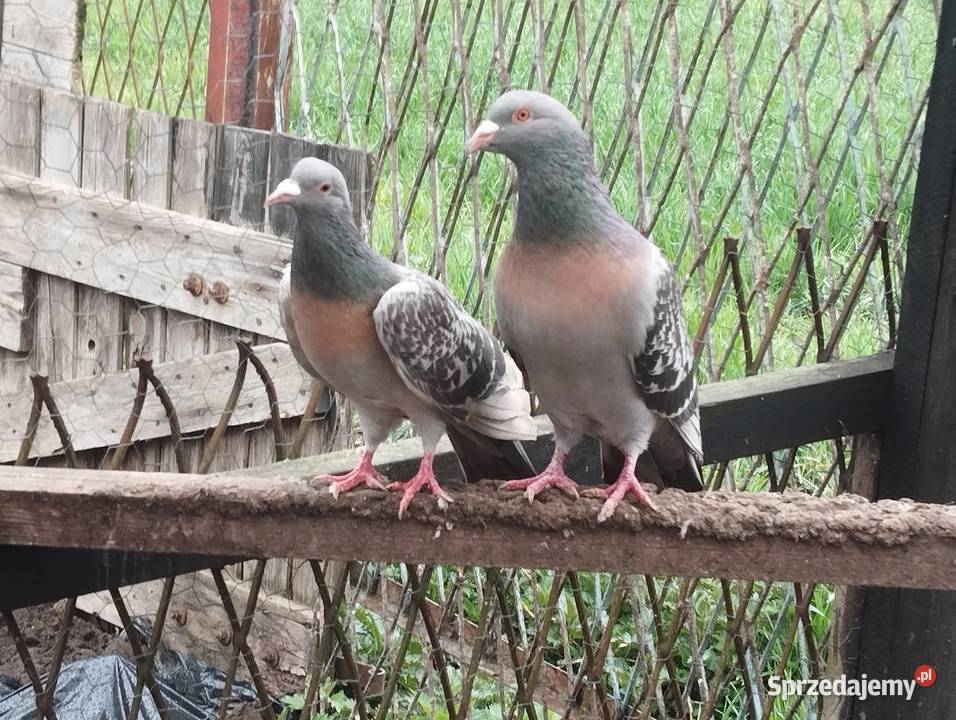 SKOWRONKI KOBURSKIE para