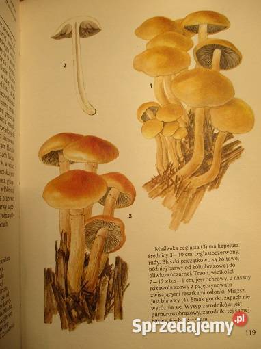 Rośliny skalne Kwiaty letnie Grzyby przyroda