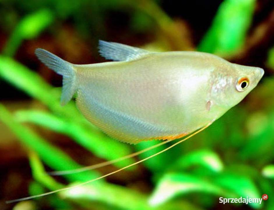 Gurami księżycowy Gurami drobnołuski BOGATA Gdańsk sprzedam