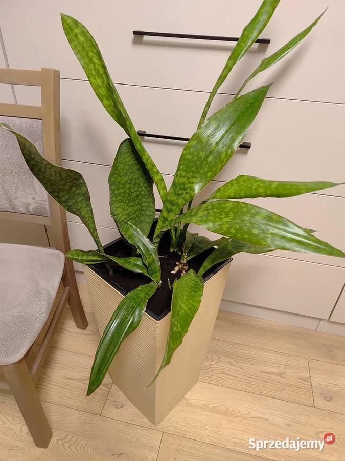 Sanseveria Dom i Ogród Wacławice sprzedam