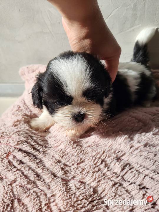 szczeniaczki shih tzu już do odbioru warmińsko-mazurskie