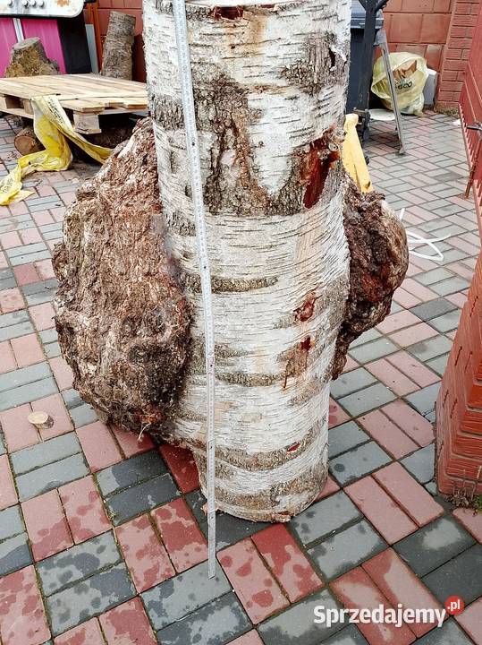 Topola czeczot XXXXL wielkopolskie Nowy Tomyśl