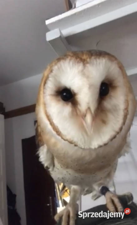 sprzedam sówkę plomykuvka wielkopolskie Poznań