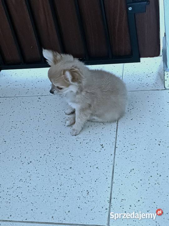 Chihuahua Beżowa Mini Mini Krótkowłosa Sunia Psy Zgierz