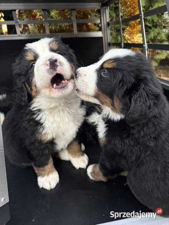 Piękna sunia Berneński Pies Pasterski z Nowy Sącz