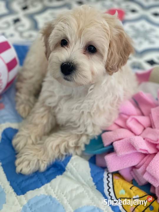 Maltipoo F1b Rybnik