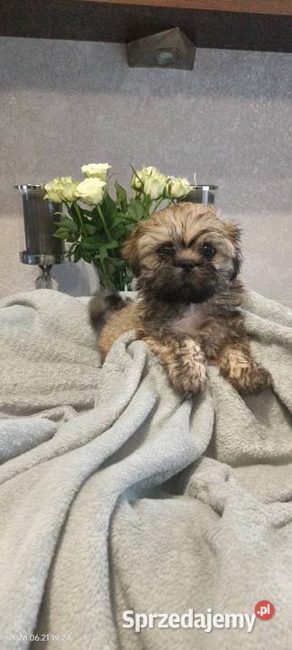 Piesek Shih Tzu Tofi rodowód Koszalin
