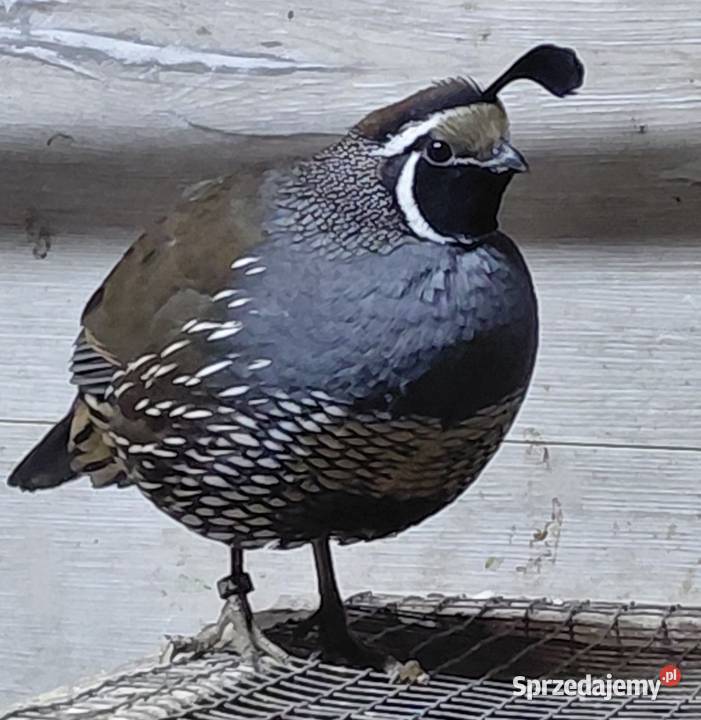 Przepiór kalifornijski Książ Wielki