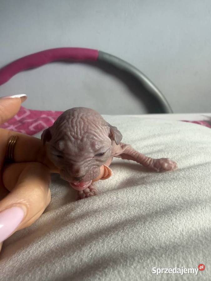 Kotki do rezerwacji odbiór Wielkanoc Łódź