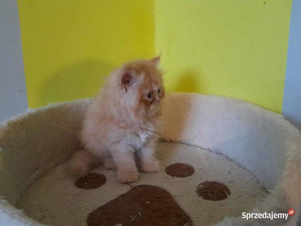 Kocurek perski rudobiszkoptowy Perski Szyk