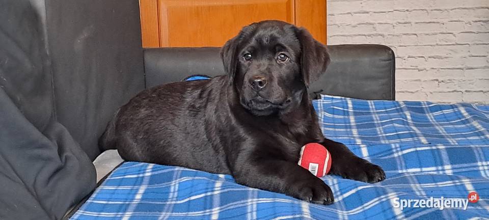 Labrador retriever czarny Labrador Pasztowa Wola