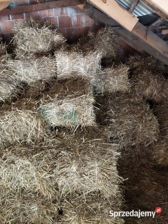 Słoma kostki tegoroczne Rzeszów sprzedam