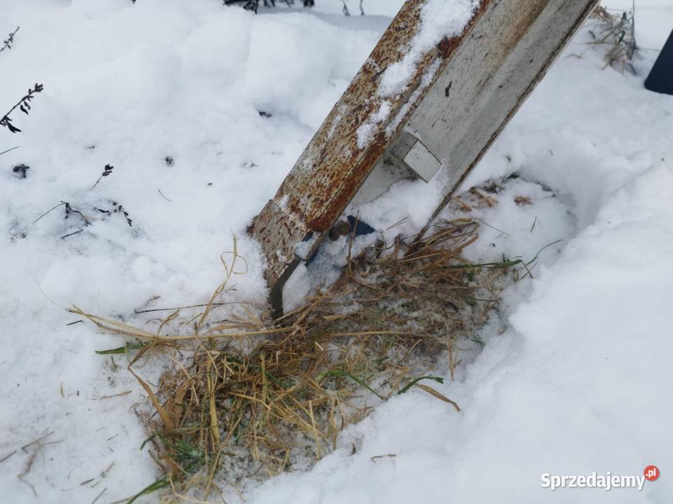 Brona do gałęzi Kosakowo sprzedam
