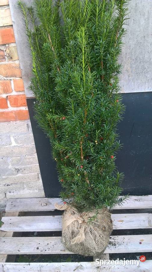 Cis Hicksii Szybkorosnący Wysoki Żywopłot Mszczonów sprzedam