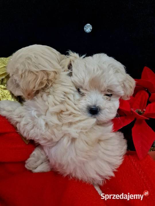 Xxs maltipoo mamusi 2 tatuś FCI wyjątkowe podkarpackie Jasło