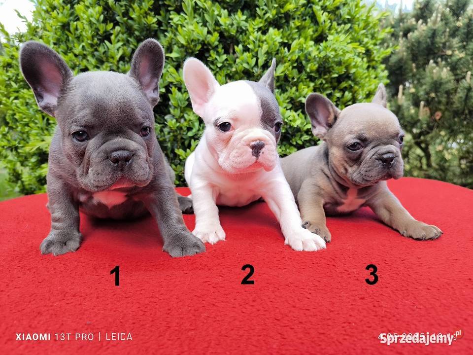 Piękne szczenięta Buldogi francuskie Buldożki opolskie Namysłów