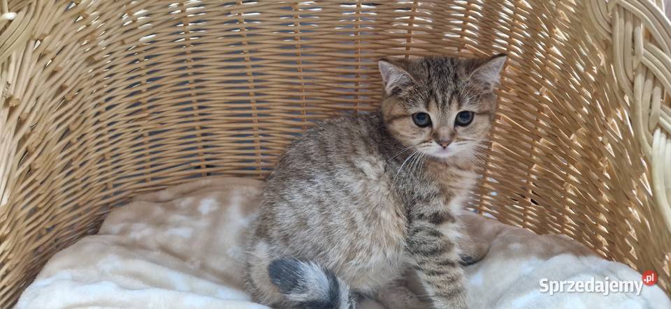 Kocurek Brytyjski złocisto pręgowany