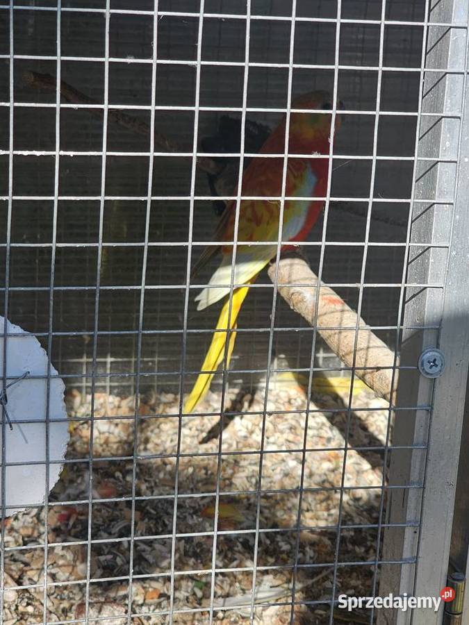 Wolieraklatka 3 pary papug śląskie Godów