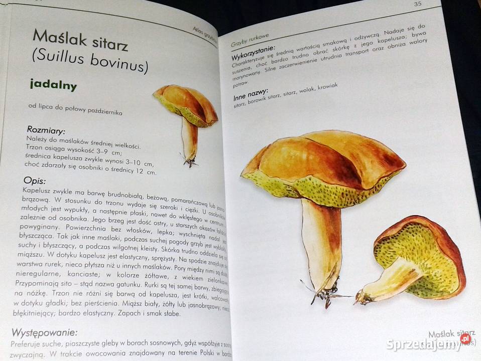 Ilustrowany atlas grzybów Emilia Grzędzicka Chełm sprzedam
