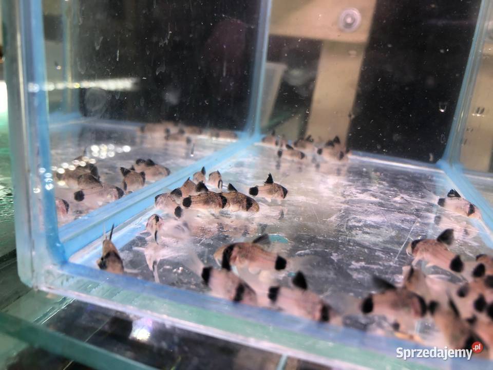 Kirys Panda sum Panda Justynów