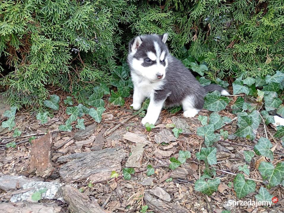 Siberian husky girl Racibórz sprzedam