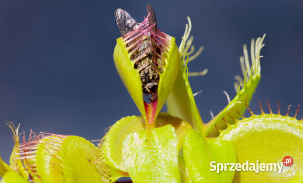Dionaea muscipula Mięsożerny ekosystem w Twoim Barcin