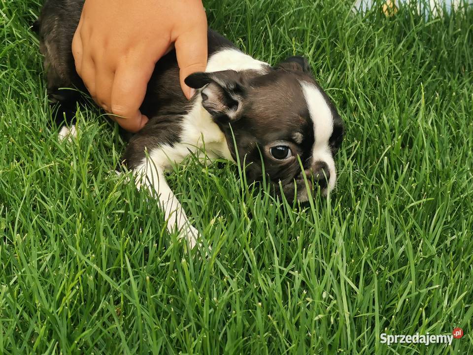 Pies Suczka Boston Terrier Szczeniak 2 wielkopolskie Grodzisk Wielkopolski