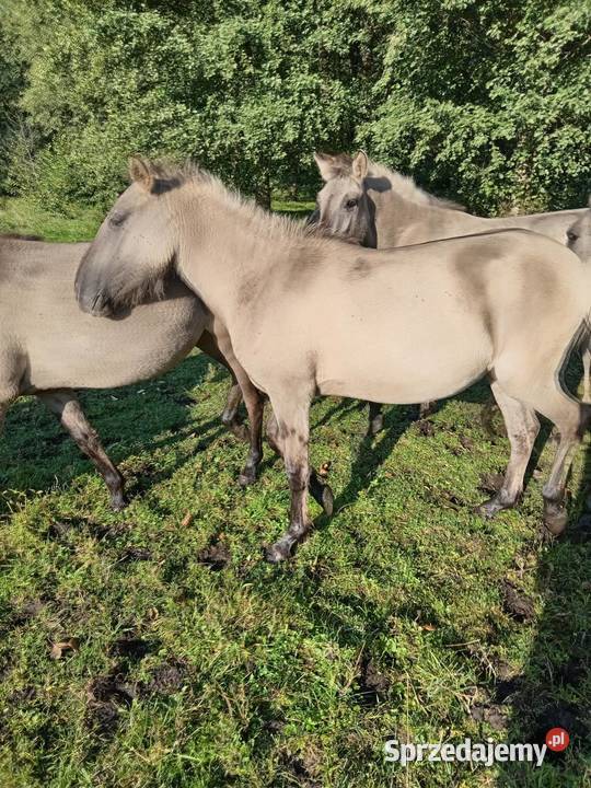 Sprzedaż różnych koni Sieroszowice