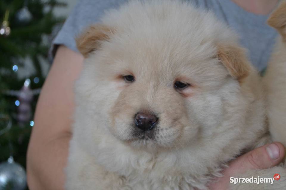 CHOW CHOW CZAU CZAU DO ODBIORU Pozostałe mazowieckie Warszawa
