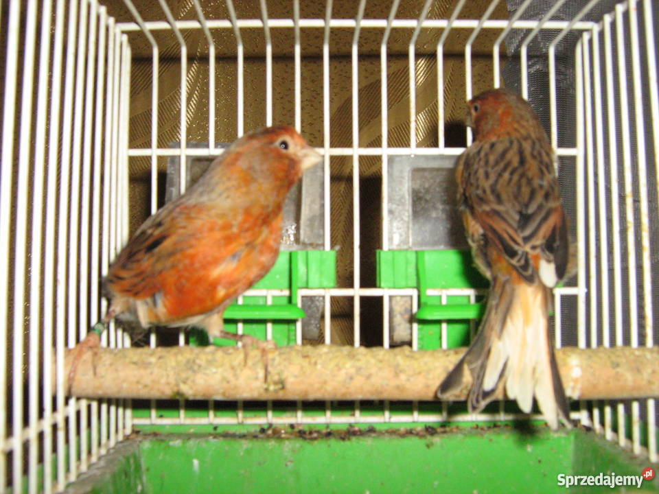 sprzedam kanarki sprzedam