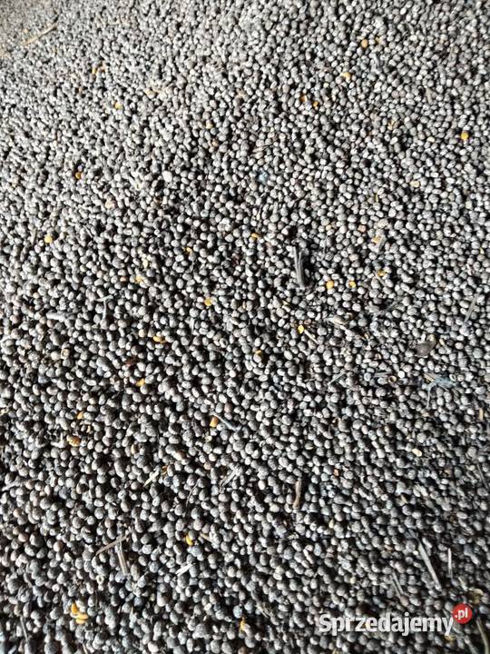 Łubi wąskolistny niebieski sprzedam