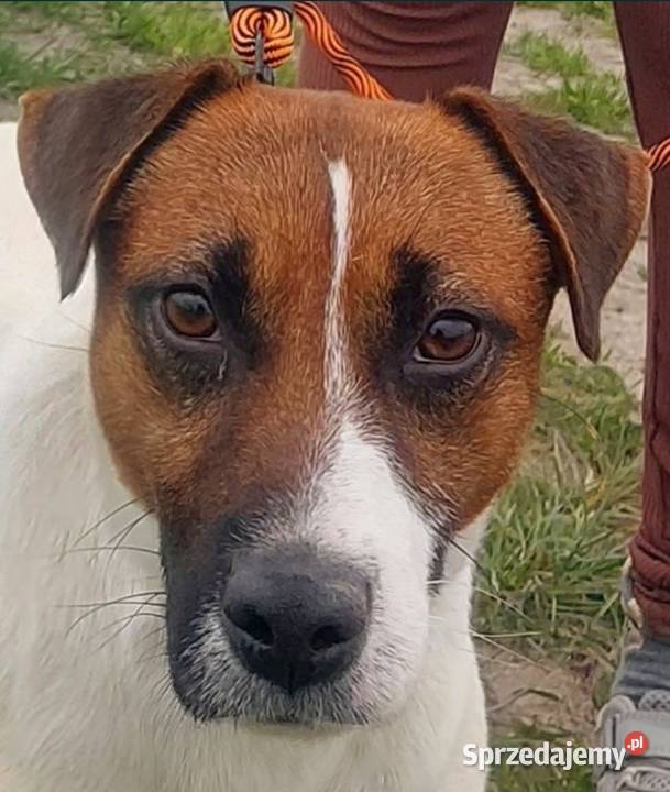 Jack russell terrier Reproduktor wielkopolskie