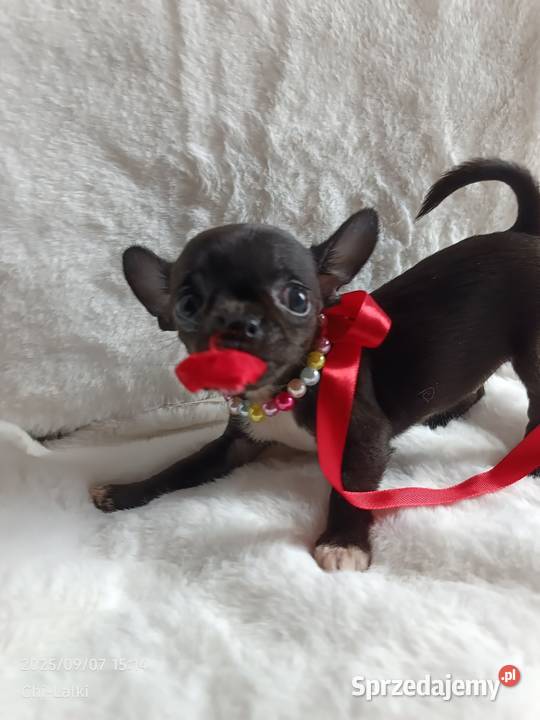 Chihuahua dziewczynka xxs krótkowłosa suczka Chihuahua