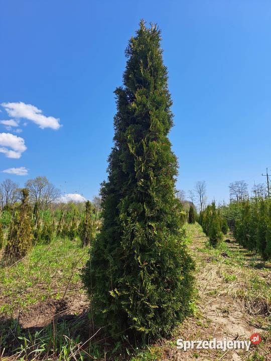 Tuja SZMARAGD 40 Zasów