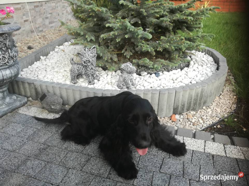 Cocker Spaniel Angielski suczka 5 lat szuka sprzedam