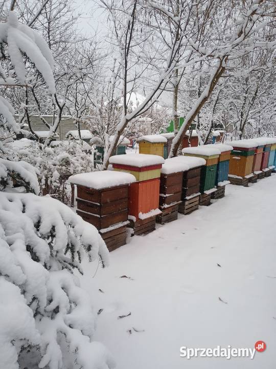 Pszczoły ule odkłady pszczele 2024 Bursztynowa łódzkie