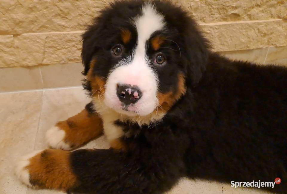 Berneński Pies Pasterski z rodowodem Wieluń sprzedam
