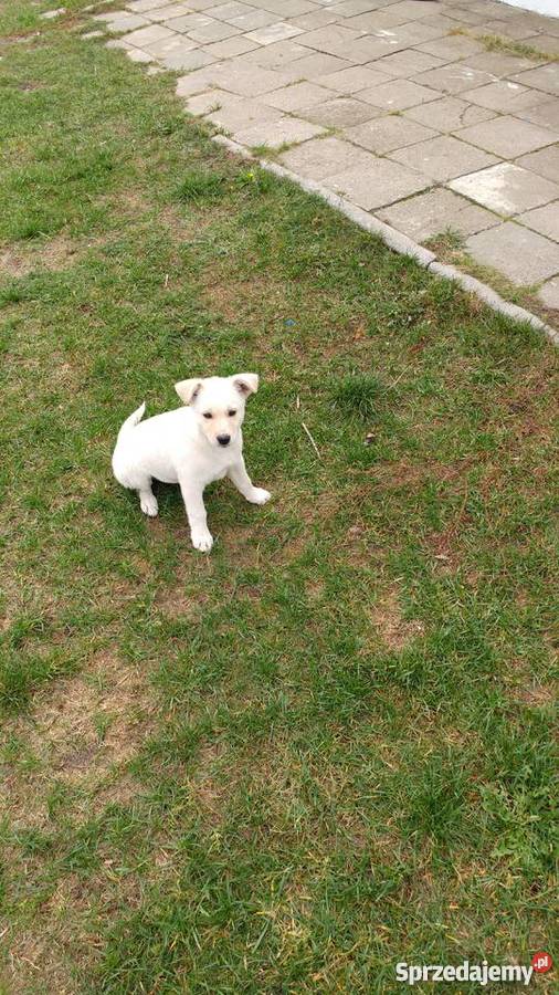 Oddam suczkę w ręce Gorzów Wielkopolski