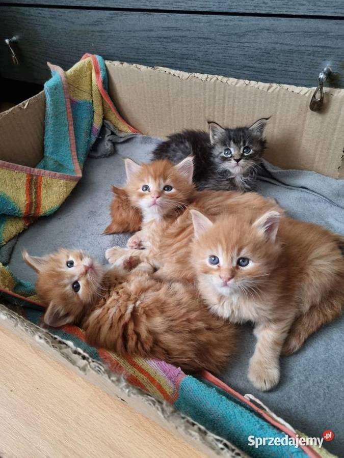 Kocięta Maine Coon zarejestrowana hodowla Becik